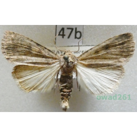 Athetis gluteosa (Treitschke, 1835) Czech47b